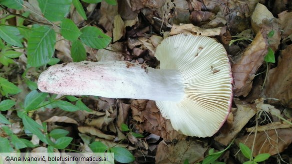 Russula lepida