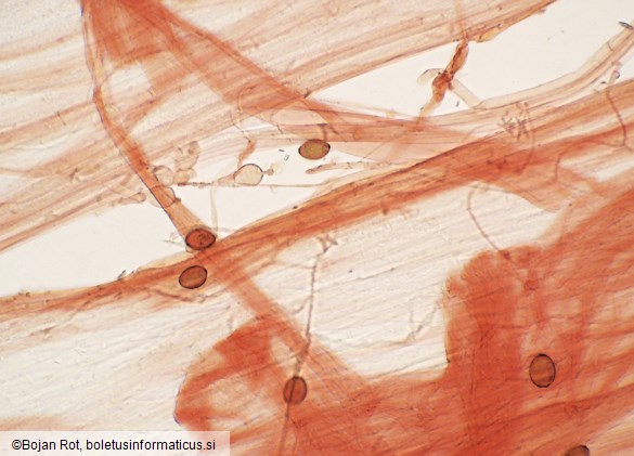 Conocybe rickenii