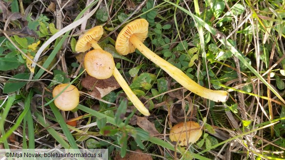 Hygrocybe acutoconica