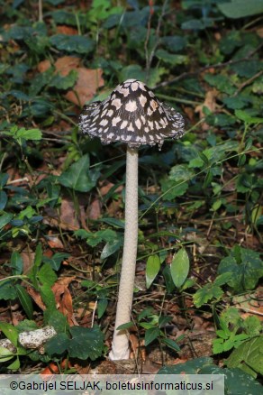 Coprinopsis picacea