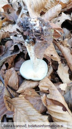 Clitocybe odora