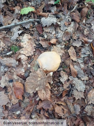 Cortinarius caperatus