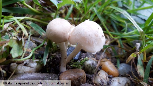 Psathyrella candolleana