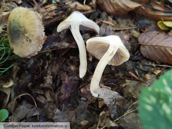 Inocybe corydalina