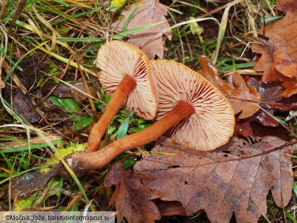 Laccaria laccata