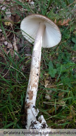 Amanita subalpina