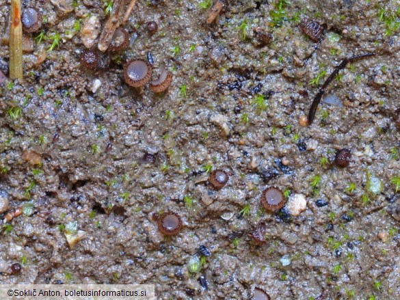 Trichophaea gregaria