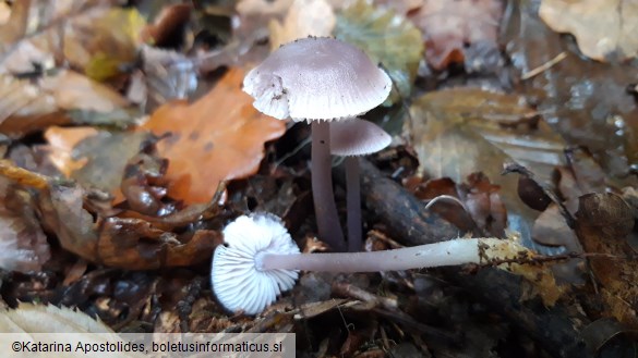 Mycena pura