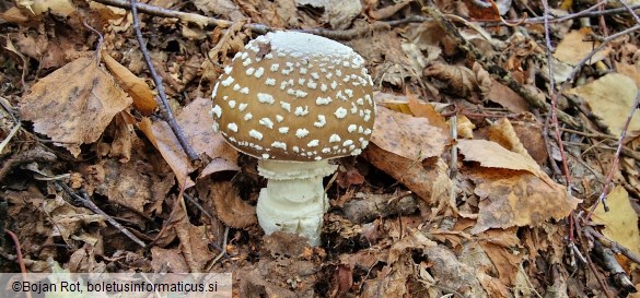 Amanita pantherina