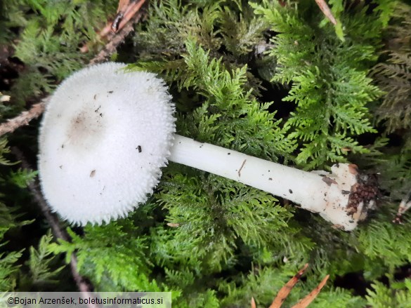 Volvariella hypopithys