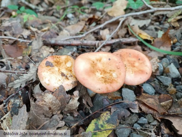 Russula prinophila