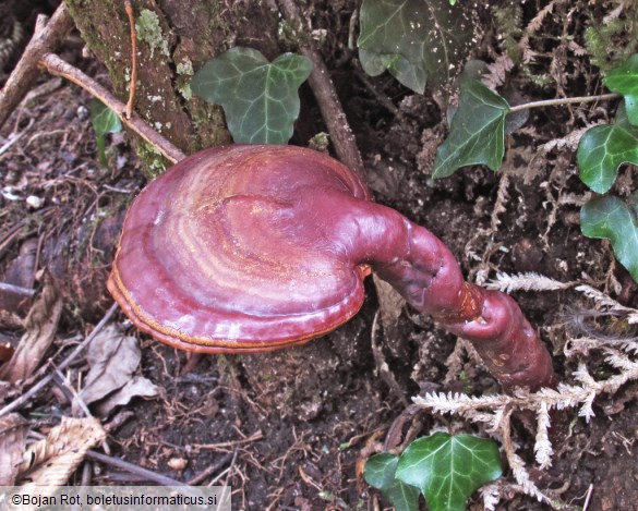 Ganoderma lucidum