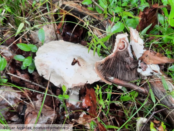 Agaricus sylvicola