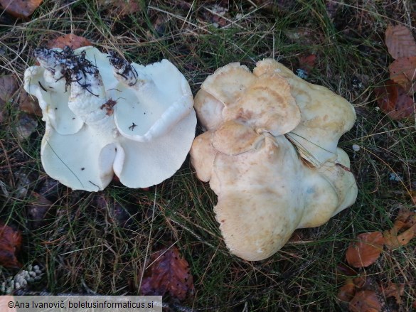 Albatrellus confluens