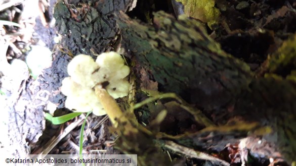 Polyporus