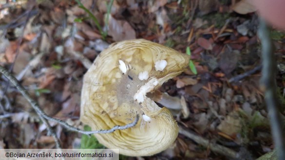 Amanita phalloides