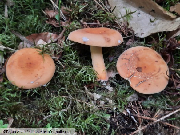 Lactifluus volemus