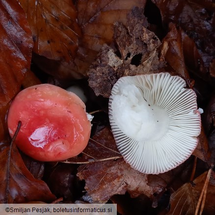 Russula emetica