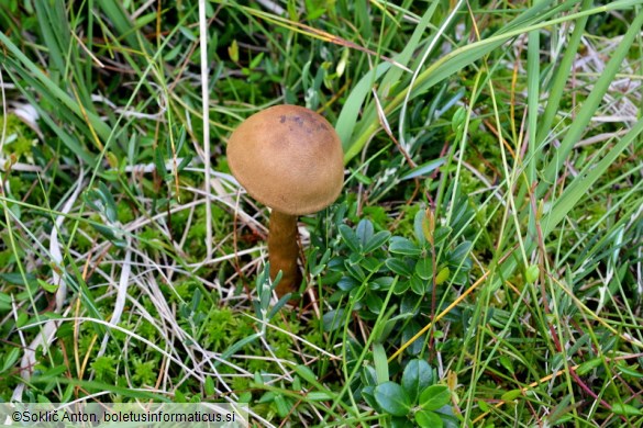 Cortinarius chrysolitus