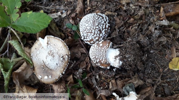 Amanita pantherina