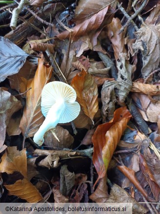 Hygrophorus cossus