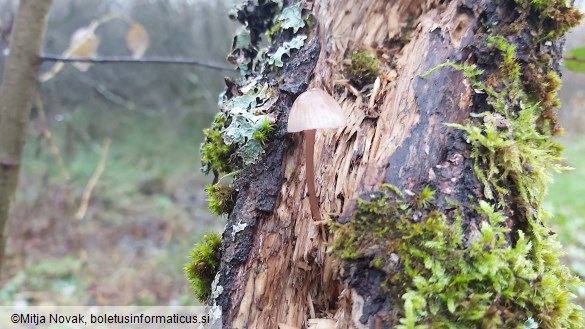 Mycena purpureofusca