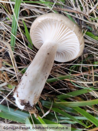 Hygrophorus agathosmus