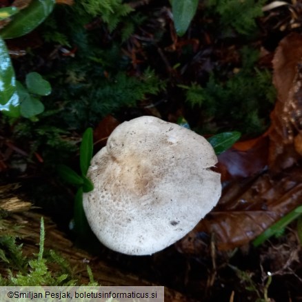 Tricholoma pardinum