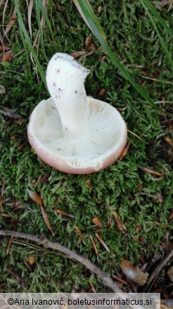 Russula vesca