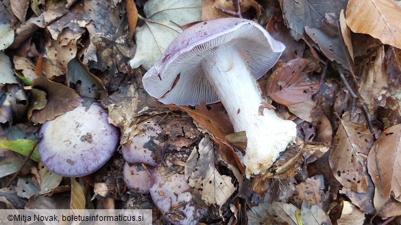 Cortinarius caerulescens