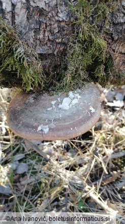 Piptoporus betulinus