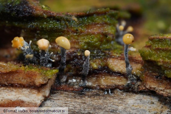 Stilbocrea gracilipes