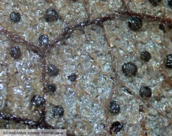 Drepanopeziza salicis