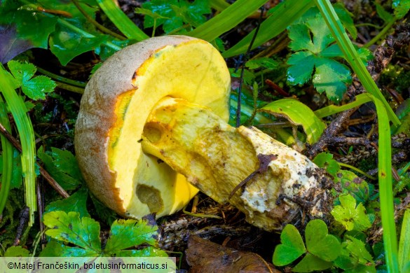 Butyriboletus roseogriseus
