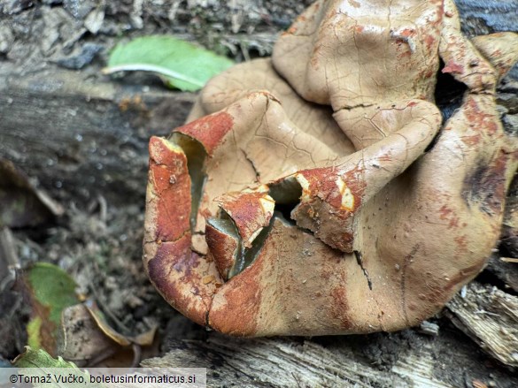 Entonaema cinnabarinum