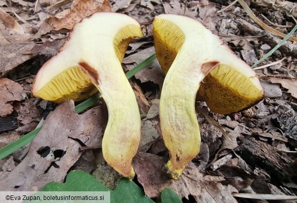 Xerocomus chrysonemus