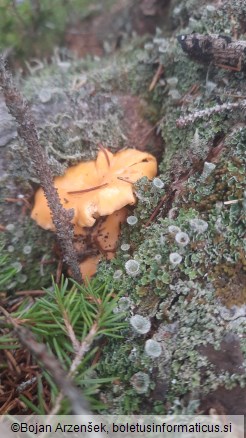 Cantharellus cibarius