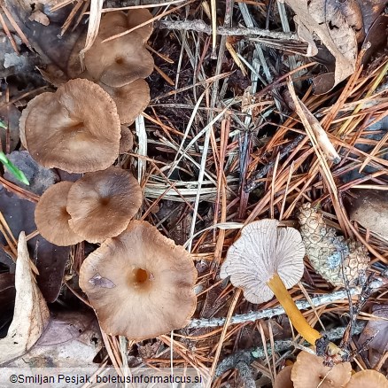 Cantharellus tubaeformis