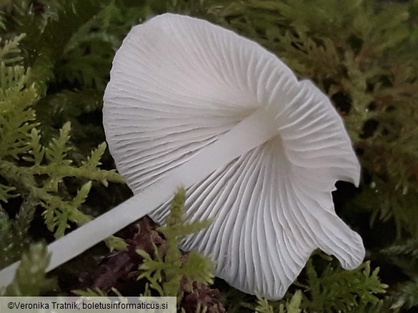 Hemimycena cucullata