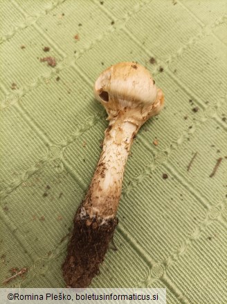 Hebeloma radicosum
