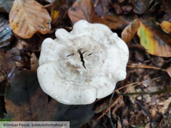 Clitocella popinalis