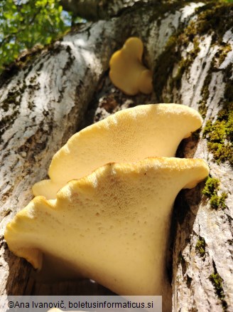 Pholiota squarrosa