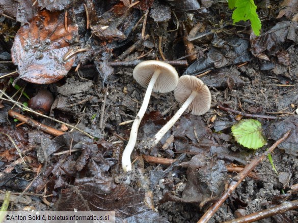 Psathyrella obtusata