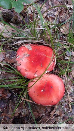 Russula rosea