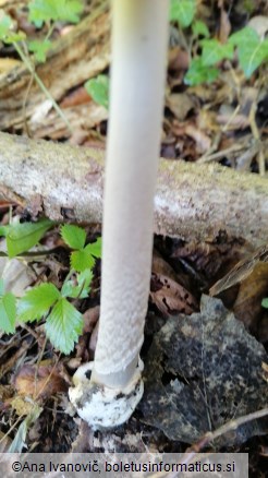 Amanita vaginata