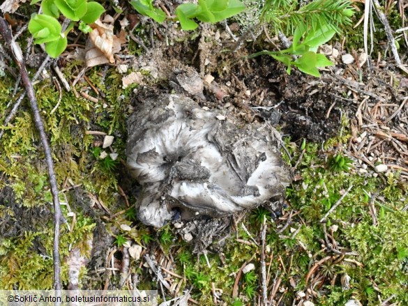 Hygrophorus marzuolus