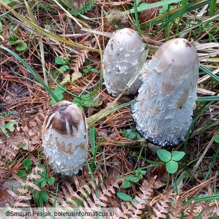 Coprinus comatus