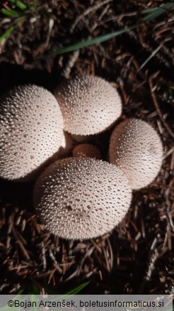 Lycoperdon perlatum