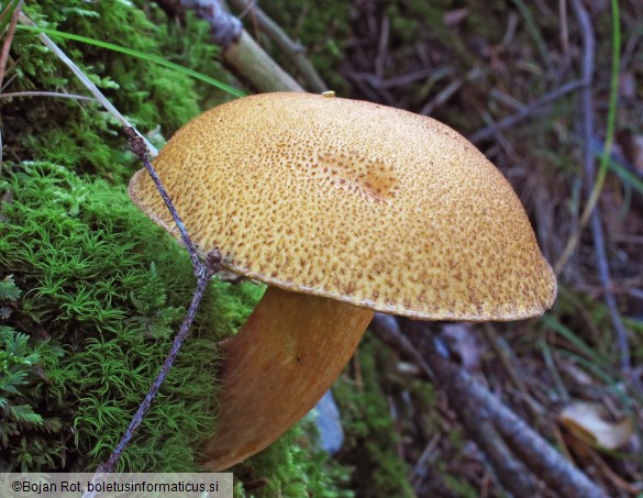 Suillus variegatus