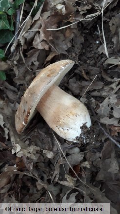 Boletus aereus